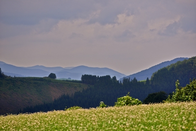 Fijne wandelomstandigheden die dag. Liepen van Altastenberg naar Westfeld. Weersomstandigheden: de bewolking overheerste, maar af en toe brak de zon door.