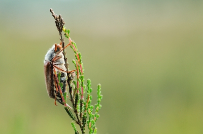 Op zoek naar parelmoervlinders kwamen we een aantal van deze junikever tegen op de heide.