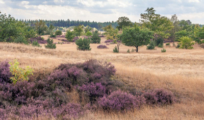 van het weekend lekker over het kootwijkerzand en kon uiteraard me camera niet thuis laten