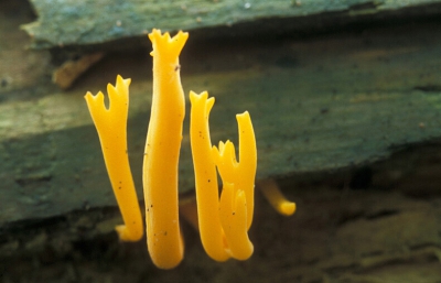 <i class='fa fa-user'></i>&nbsp;Eric Gibcus&nbsp;| Kleverig Koraalzwammetje&nbsp; <i class='fa fa-eye'>&nbsp;263</i> &nbsp; <i class='fa fa-comment-o'>&nbsp;3</i>