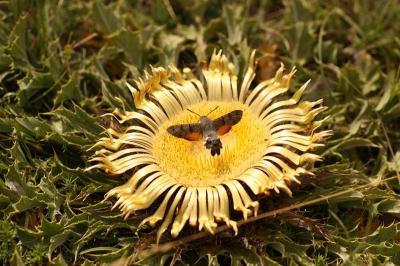 In de zomer van 2013 in Nieme le veux in de Cevennen. Veel kolibrievlinders op Carlina acanthifolia te foerageren.