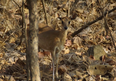 Tijdens het rondrijden door het park Gir in India stond ineens deze kleine bijzondere antilopesoort tussen de bomen. Het is een vrouwtje en daardoor kun je niet zien waarom deze soort aan zijn naam komt, het is namelijk een antilopesoort met maar liefst vier hoorntjes. 
We hebben er slechts een gezien en de gids gaf aan dat hij ze ook maar zelden zag. Voor ons een leuke soort erbij en volgens mij hier een nieuwe voor nederpix.