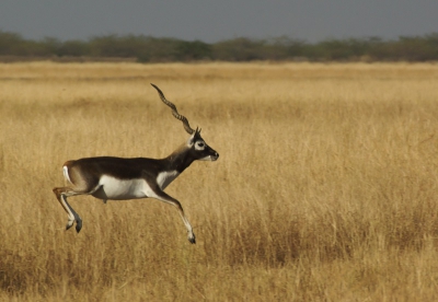 Dit nationale park Velavadar heet ook blackbuck national park. Genoemd naar de vele indiase antilopen die hier leven. Het is het laatste grote bolwerk van deze sierlijke antilopen met hun erg fraaie grote gedraaide hoorns. De gaf een paar mooie sprongen weg voor de lens.