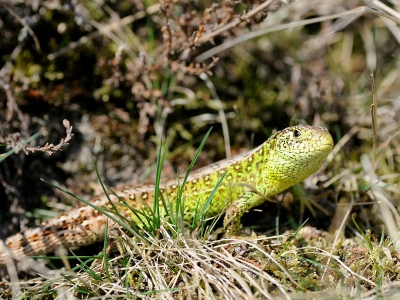 Nog een foto van een zandhagedis man. Ik vond dat deze lekker eigenwijs mij aan zat te kijken. Ze waren sowieso erg alert vanwege de paartijd, alert op de aanwezigheid van andere mannetjes (om weg te jagen) en uiteraard op vrouwtjes (om te veroveren). Leuk om te zien als je een tijdje ergens rustig aan de rand van heide gaat zitten/liggen.