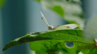 Macro opname uit de hand met vrij veel wind.
Wil graag eens een andere vlinderfoto maken.