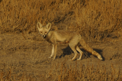 Deze vos is een ondersoort van de gewone rode vos. In India komt deze overal voor maar in veel variabele kleurvormen en groottes. Deze kwamen we tegen in de droge vlakte.
