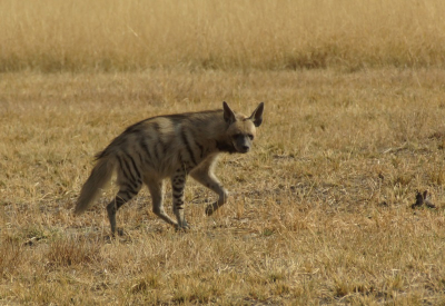 Een van de redenen om naar Velavadar te gaan was om een gestreepte hyena te zien. We hebben de hele dag gezocht en gelukkig zag de gids een paar oren uit de grond steken en konden we de hyena zien. Na een lange tijd wachten kwam de hyena helemaal te voorschijn om aan zijn avond/nachtwandeling te beginnen.