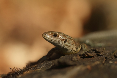 Een mooie ochtend vroeg eruit voor vlinders in de dauw. Die ook gevonden. Een meevaller. Een extraatje. Liggend op de grond, zoekend naar een mooie achtergrond. De hagedis bedankt, vanwege het model staan. Was blijkbaar nog niet echt warm genoeg.