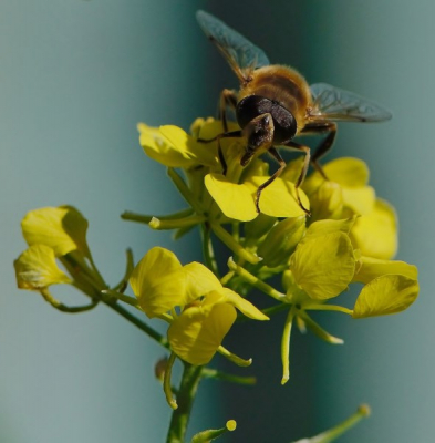 In de eigen tuin uit de hand.
Flink wat "weggegooid"van de opnames.