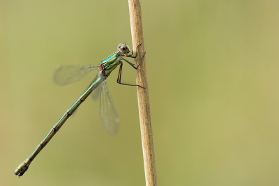 Tijdens een wandeling in het Kuinderbos heel wat mooie dingen kunnen fotograferen, sommige zeldzamere soorten ,maar ook sommige gewonere zoals deze houtpantserjuffer. Vaak zijn het dan toch die gewonere soorten die de mooiste plaatjes opleveren.  Vanaf statief met gebruik van draadloze ontspanner.