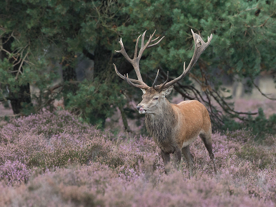 Gisteren was het nog steeds rustig op de Wildbaan. Je ziet wel meer beweging bij de herten.