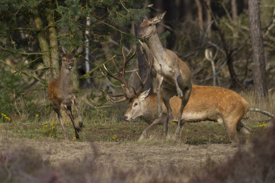 Oprotten, dit is mijn poel!
Was erg bewolkt vandaag, maar af en toe kwam de zon door. Vond dit wel een leuke foto, met aktie erin.
Meer plaatjes op m'n site bij recente foto's en laatste serie.
http://www.paul-natuurfoto.nl/index.html