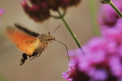 Gelukkig fotocamera bij de hand om deze snelle rakker te fotograferen