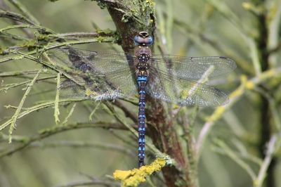 Aan het bijna einde van het libellen seizoen na lang zoeken toch deze Paardebijter in de boom zien hangen,en uit de hand een foto kunnen maken.