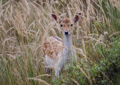 begin van de middag lekker rond gelopen op de awd,
ondanks dat ze vrij gemakkelijk te fotograferen zijn vond ik het wel een leuke foto