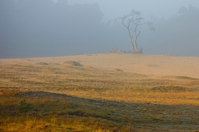 Nog een variant wat betreft lichtval op het sollitaire berkje . bekijk hem ook in het groot . Terwijl de voorgrond al prachtig beschenen wordt door het opkomende zonnetje staat het boompje nog volledig in de mist .