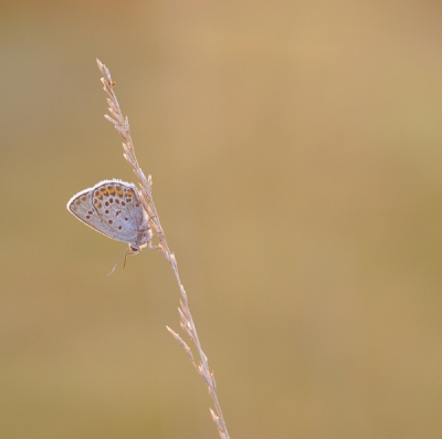 Bij het laatste (tegen)licht dat nog over de boomtoppen op het veld viel.  Vanaf statief met tegenlicht. Wat was het licht in een paar seconden veranderlijk! Dit is zo'n opname waar ik een tijd naar heb gekeken en steeds denk van .. moet die niet anders.. van kleur, qua contrast.. kortom, ik denk dat die beter kan maar weet even niet hoe...alle tips zijn dus welkom!