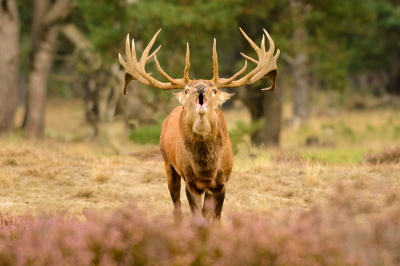 opname gemaakt tijdens een bewolkte dag. Na enkele uren wachten kwamen de edelherten te voorschijn, deze man kwam recht voor me staan.