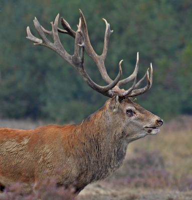 gisteren naar de hoge Veluwe getogen met de hoop dat het eens zou lukken een kopfoto te  kunnen maken, op een gegeven moment stond deze man helemaal alleen om zich heen te kijken met deze foto als resultaat. Het was vrij donker, geen zonnetje erbij dus de ISO maar wat hoger gezet. Het dier was gewond aan zijn oog, zoals misschien te zien is.