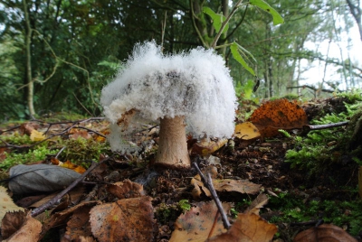 In het Oosterbos te Emmen op een veenpakket kwam ik deze beschimmelde paddenstoel tegen. Ik vermoed dat het een boleet is.