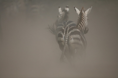 Wegrennende zebra"s bij de rivier,vind het wel mooi qua beeld en kleur