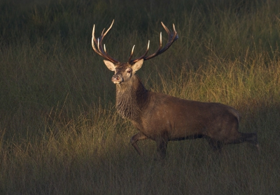 Vanochtend vroeg langs de hei gaan zitten met de hoop dat de herten meer naar de kant kwamen waar je wel mag komen. Helaas gebeurde dit niet, maar deze stoere jongen kwam wel uit een onverwachte hoek door de eerste zonnestralen lopen. Door het camonetje heeft hij mij niet eens opgemerkt. Topdag
Meer van mijn foto's op;

http://www.paul-natuurfoto.nl/index.html