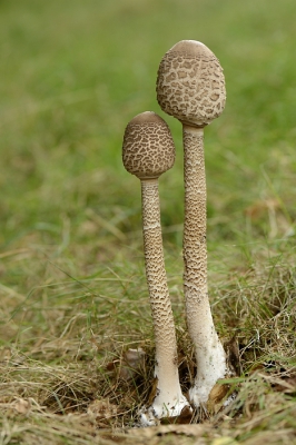 Net voor we aan onze wandeling zouden beginnen deze twee trommelstokken van de grote parasolzwam gevonden. Toen we onze rugzak klaarmaakten voor de wandeling was er al een fotograaf neergestreken die duidelijk zijn beste dag niet had gezien zijn reactie op mijn aanwezigheid. Ik ga er gezien zijn beschrijving van de groeiplaats en het rechts omhoog lopende gras trouwens van uit dat dit dezelfde twee paddenstoelen zijn die Joppie twee dagen later fotografeerde en ondertussen hier ook plaatste.