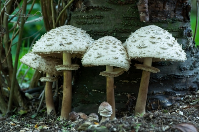 In onze tuin is een grote stapel met hout weggehaald en daar kwamen ineens deze prachtige jongens tevoorschijn!