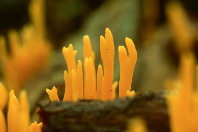 <i class='fa fa-user'></i>&nbsp;Hendrik van Kampen&nbsp;| Kleverig Koraalzwammetje&nbsp; <i class='fa fa-eye'>&nbsp;221</i> &nbsp; <i class='fa fa-comment-o'>&nbsp;1</i>