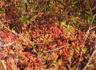 Een overzichts foto van deze mossoort waar de donker rode kleuren wat beter uit komen. Lastig om netjes te fotograferen.