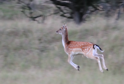 Op het open veld vanochtend kunnen genieten van een parmantig huppelende spitser,
niets vermoedend huppelde hij zo voorbij