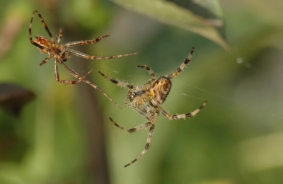 <i class='fa fa-user'></i>&nbsp;guppie&nbsp;| Kruisspin&nbsp; <i class='fa fa-eye'>&nbsp;130</i> &nbsp; <i class='fa fa-comment-o'>&nbsp;0</i>