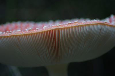 In de ochtend in het bos met tamron 75-300 op macro stand