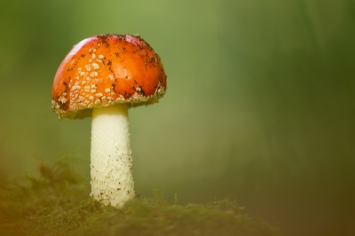 Tijdens mijn wandeling kwam ik dit exemplaar tegen. Hier en dat wat storende elementen weg gehaald en vervolgens vlak voor de lens een berg bladeren neergelegd zodat er een wazige voorgrond zou ontstaan. 
Ik vind het ��n van de mooiste zwammen om te fotograferen.