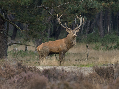 de grote edelhert weergaven de omgeving  voor de duisternis