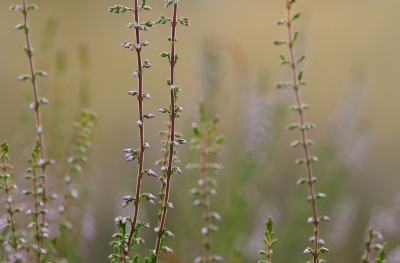 In de ochtend op zoek naar vlinders op de heide op de vliegbasis van Soesterberg. Er scheen een flauw zonnetjes door het wolkendek. Vlinders vond ik niet ( de volgende dag in de avond wel trouwens) dus heb ik me gericht op de struikheide die zachtjes begon te bloeien.