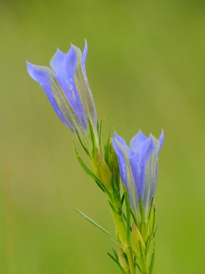 Bij bewolkt weer; er stonden meerdere groepjes bij elkaar, dus voorzichtig gekeken waar je het beste kon fotograferen zonder er bovenop te gaan zitten. En van mijn favoriete planten. De kleur blauw kan verschillen afhankelijk van lichtval e.a.