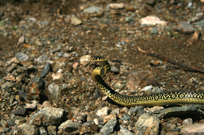 Die dag werd ik door mijn ouders afgezet op een door mij gekozen plek langs een grote weg. daar ging ik een stuk lopen op zoek naar leuke amfibie�n, reptielen, vogels en vlinders. Bij een beekje waar het dorre landschap opeens veranderde in een vochtige plek met veel begroeiing kruisde plotseling een geelgroene toornslang mijn pad. Ze staan bekend als agressieve niet giftige slangen als ze bedreigd worden.
toen ik zijn vluchtweg blokkeerde bleek dat ook wel en hief hij zich op in een dreighouding en begon uit te halen. een prachtige natuurlijke machtsvertoning die resulteerde in deze foto. zeer mooie geelgroene toornslang man. De slang is er ongedeerd weer vandoor gegaan.