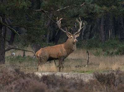 de grote edelhert weergaven de omgeving voor de duisternis