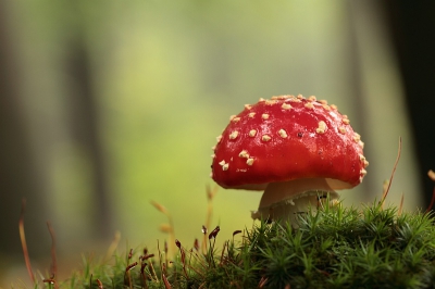 Vanmorgen was het weer mistig, heerlijk om dan in de verstilling in de bossen kruipend over de grond, paddenstoelen te fotograferen. De mist was net weg, een zachte nevel hing nog voor de zon. Vanaf de pittenzak.