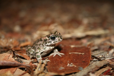 Met mijn ouders en broertjes op vakantie op Corsica zaten we aan het einde op een camping bij bonifatio. Op die camping waren er 's nachts muurgekko's, tyrrheense boomkikkers, tyrrheense schijftongkikkers en groene padjes waaronder deze te vinden. Hele mooie snelle padjes, de eerste die ik waarnam die vakantie zat in onze voortent.