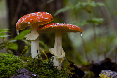 Na een regenbui de foto genomen, water druppels uit de bomen vielen op de paddestoelen.