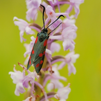 Nadat de dambordjes opgevlogen waren kwam ik een aantal sint-jans vlinders tegen die rustig blijven zitten. Deze sint-jansvlinder zit op een grote muggenorchis, een prachtige orchidee.