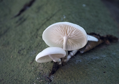 mooi porseleinzwam groeiende op een boom in de bossen binnen de hoge veluwe