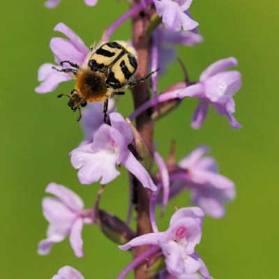 Zonnig en warm, aan het wandelen kijkend naar orchideen en vlinders, zag ik dit insect op een grote muggenorchis. Thuis opgezocht was het insect is, een penseelkever dus.