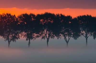 Zware mist die ochtend en de zon was net op. Niet alleen de hemel kleurde in wonderlijke tinten, ook de mist deed mee...dat had ik nog nooit zo sterk gezien.