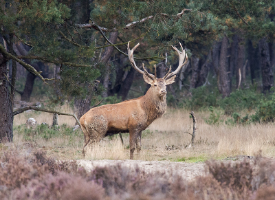 edelhert weergaven de omgeving voor de duisternis 18.00 uur