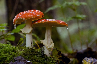 Na een regenbui de foto genomen, water druppels uit de bomen vielen op de paddestoelen.