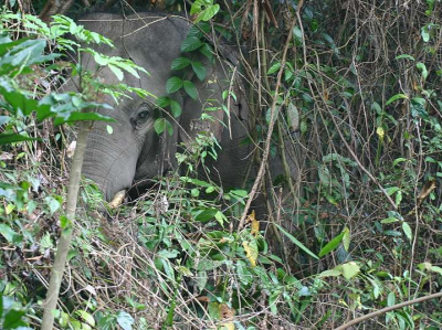 Ik stuit op een wilde olifantenbul in de Thaise tropische jungle. Too close for comfort. Oog in oog. Hij beoordeelt mij, ik trek mij terug. Hij ook. Zijn monumentale massa verdwijnt geluidloos in de groene coulissen.