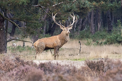 edelhert weergaven de omgeving voor de duisternis 17.30uur